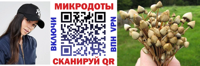 Псилоцибиновые грибы Psilocybe  Купить где  Грязовец 